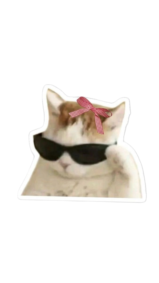 Cat Felidae Felinae 2